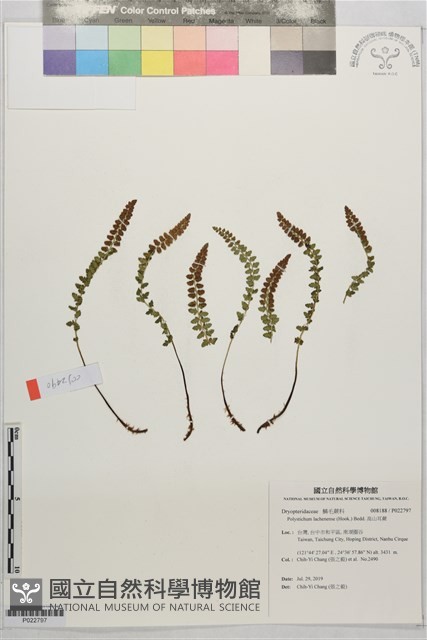 高山耳蕨藏品圖，第1張