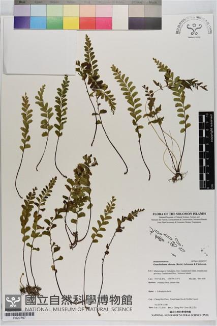 陵齒蕨藏品圖，第1張