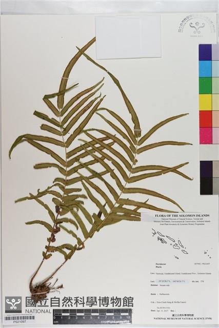 登錄號:P021097藏品圖，第1張