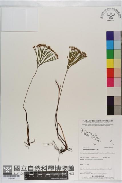 分枝莎草蕨藏品圖，第1張
