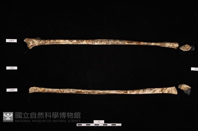 人骨藏品圖，第1張