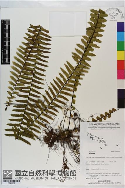 登錄號:P021037藏品圖，第1張