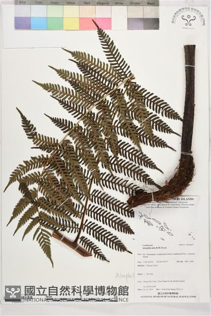 登錄號:P022637藏品圖，第1張