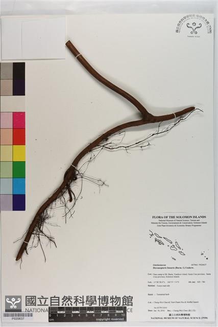 芒萁藏品圖，第1張