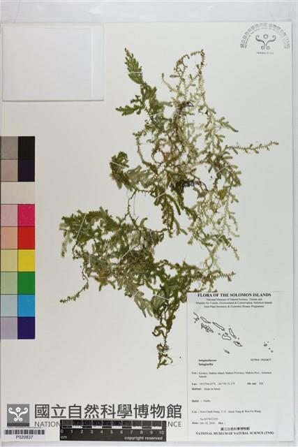 登錄號:P020837藏品圖，第1張