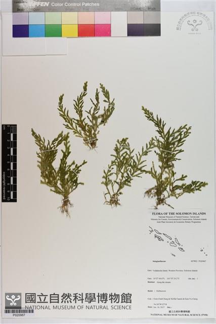 登錄號:P020967藏品圖，第1張