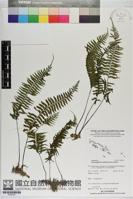 登錄號:P020767藏品圖，第1張