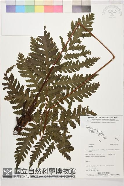 登錄號:P022567藏品圖，第1張