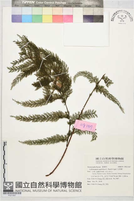 毛桿蕨藏品圖，第1張