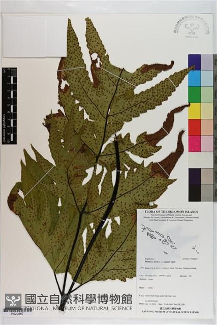 薄葉三叉蕨藏品圖，第1張
