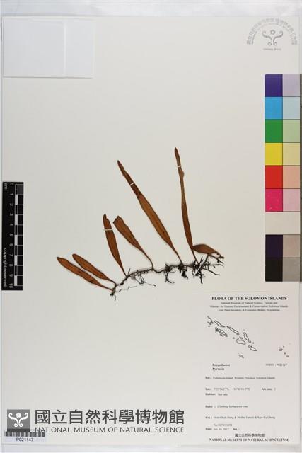 登錄號:P021147藏品圖，第1張