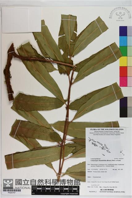 登錄號:P020747藏品圖，第1張