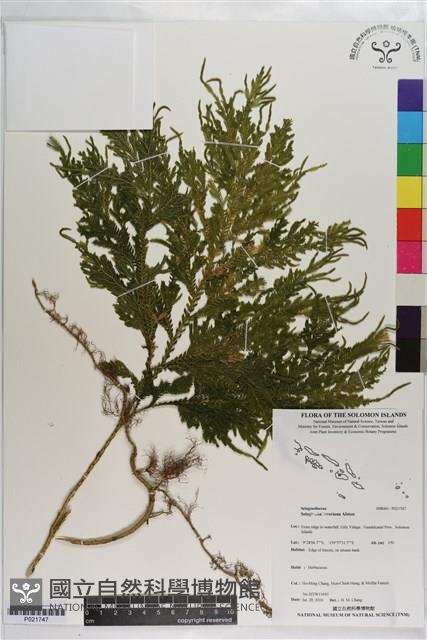 登錄號:P021747藏品圖，第1張