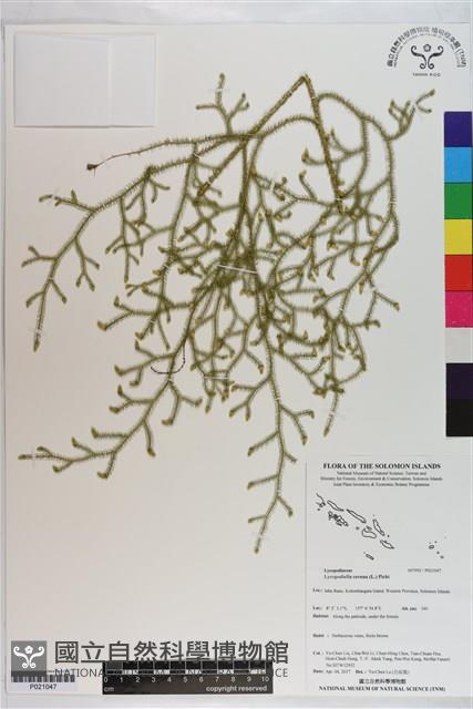 過山龍藏品圖，第1張