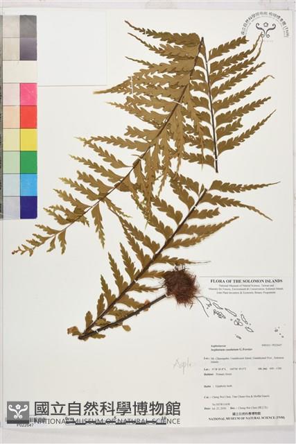 登錄號:P022647藏品圖，第1張