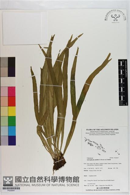 登錄號:P020647藏品圖，第1張