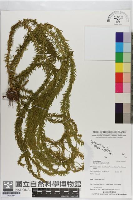 垂枝石松藏品圖，第1張