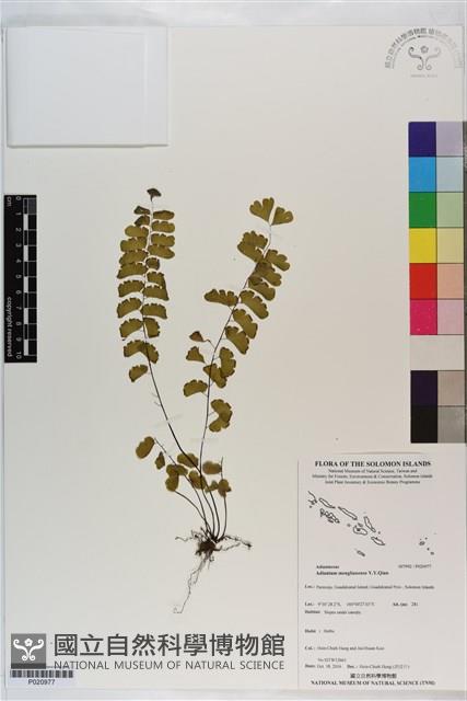 孟連鐵線蕨藏品圖，第1張