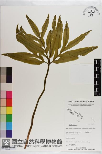 登錄號:P021177藏品圖，第1張