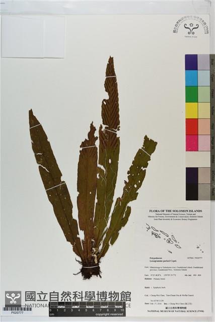 登錄號:P020777藏品圖，第1張