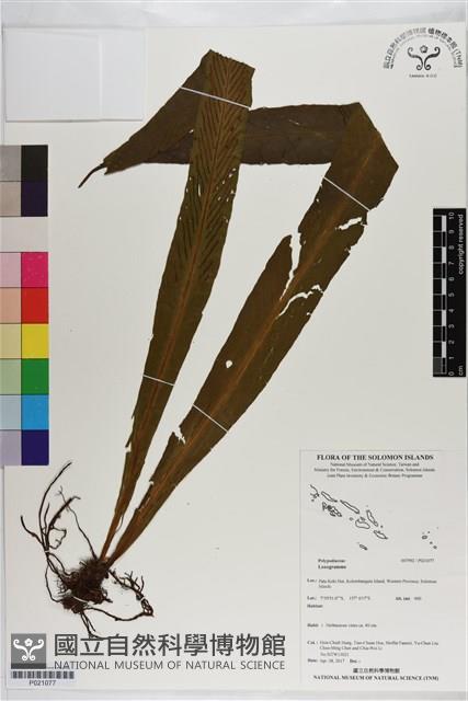 登錄號:P021077藏品圖，第1張