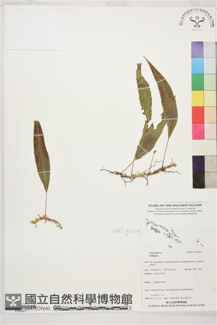 登錄號:P022677藏品圖，第1張