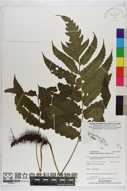 登錄號:P020677藏品圖，第1張