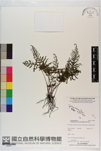 線片長筒蕨藏品圖，第1張