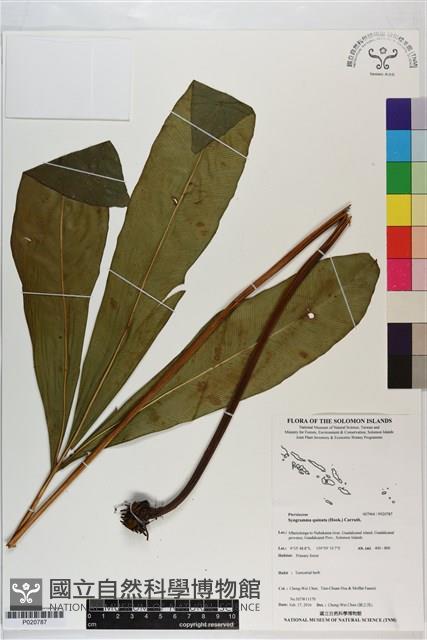 登錄號:P020787藏品圖，第1張