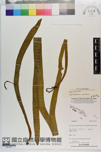 帶狀瓶爾小草藏品圖，第1張