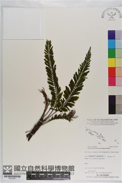 菲律賓厚葉蕨藏品圖，第1張