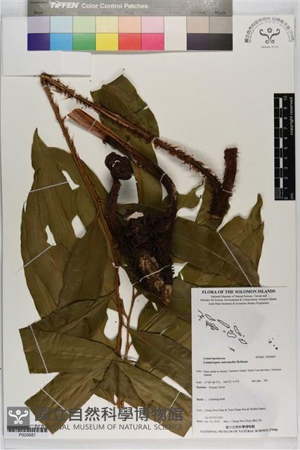 登錄號:P020687藏品圖，第1張