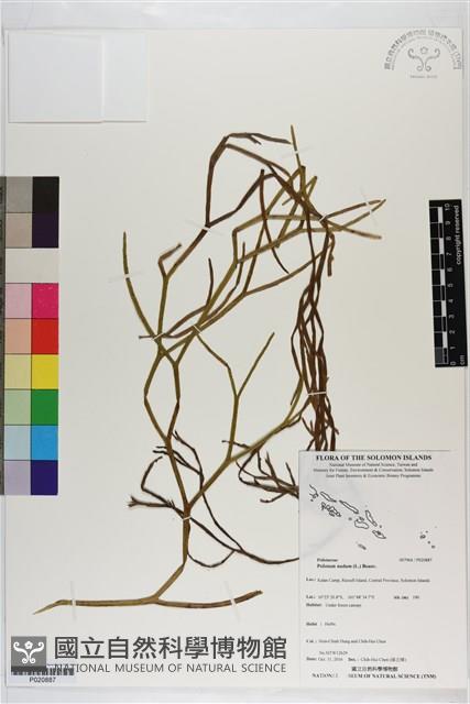 松葉蕨藏品圖，第1張