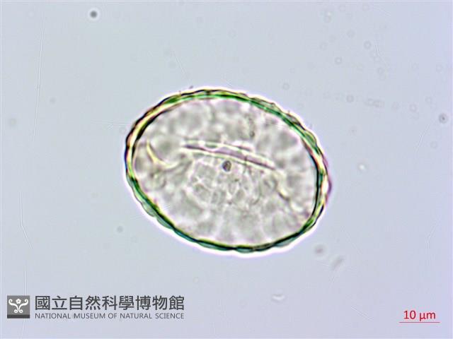 小膜蓋蕨藏品圖，第1張