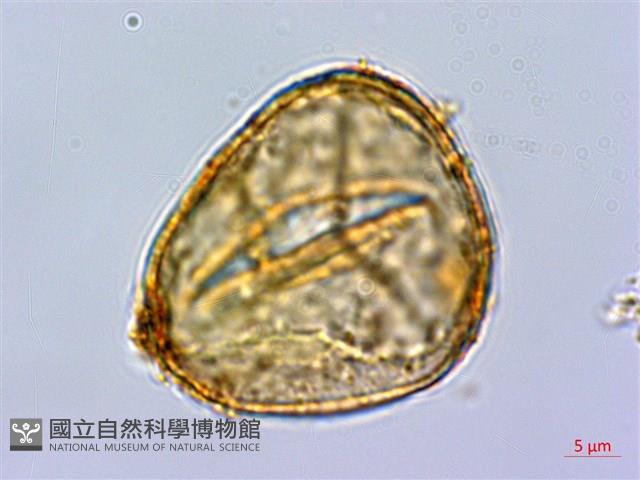 巒大蕨藏品圖，第1張