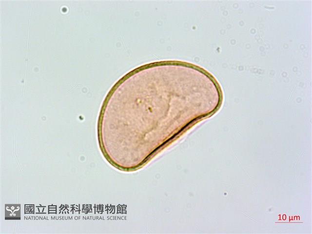 合歡蹄蓋蕨藏品圖，第1張