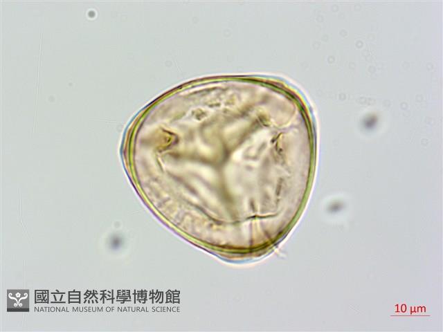 蘭嶼筆筒樹、蘭嶼桫欏藏品圖，第2張