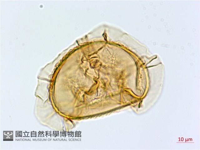 隱脈細柄雙蓋蕨藏品圖，第2張