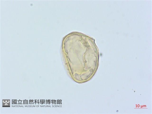 廣葉鋸齒雙蓋蕨藏品圖，第1張