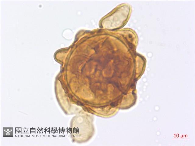 修足腫足蕨藏品圖，第2張