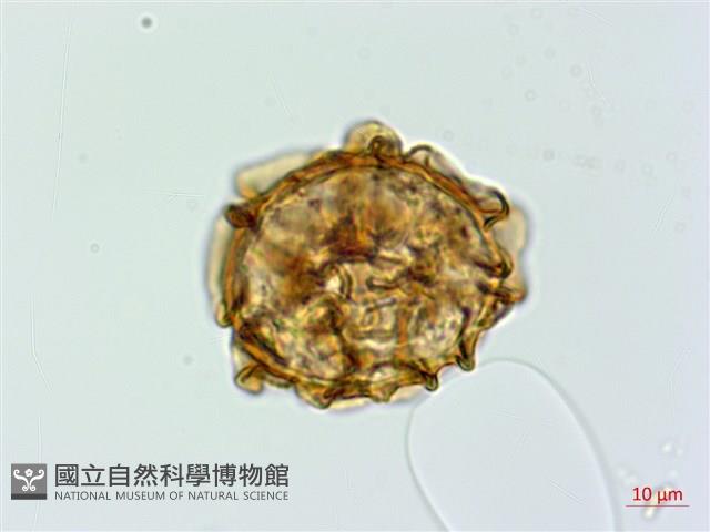 亞蹄蓋蕨藏品圖，第1張