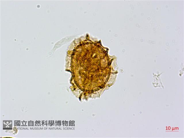 生芽鐵角蕨藏品圖，第2張