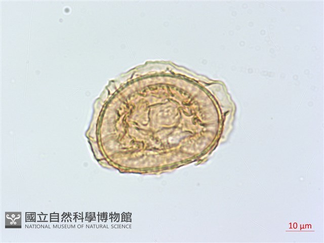 南洋山蘇花藏品圖，第2張