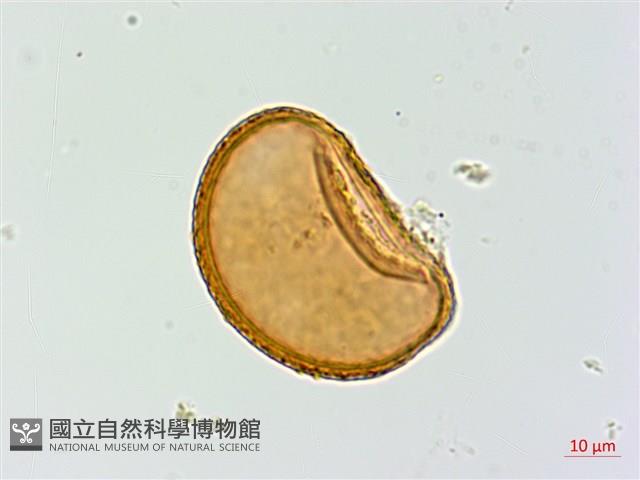 逆葉蹄蓋蕨、逆羽蹄蓋蕨藏品圖，第2張