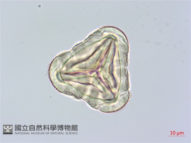 臺灣金狗毛蕨藏品圖，第1張