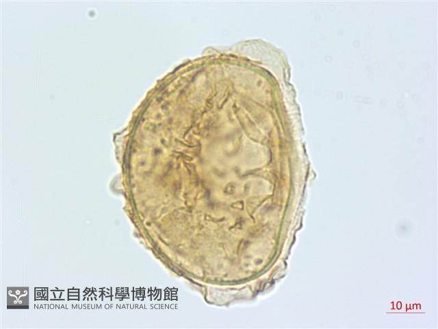 奄美雙蓋蕨藏品圖，第1張