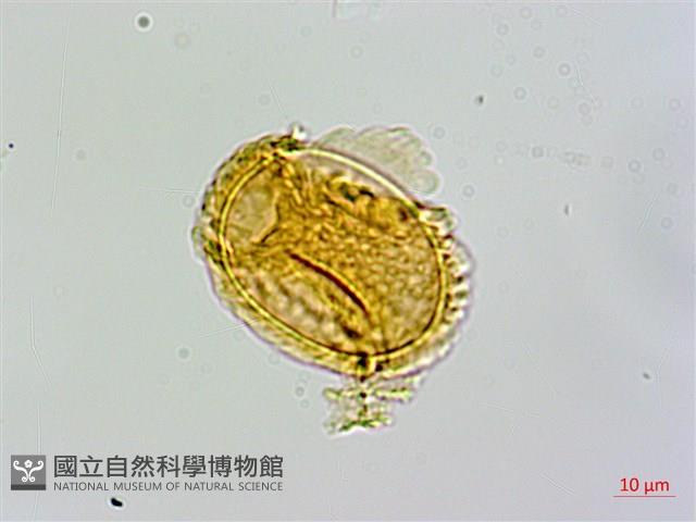 禾稈亮毛蕨藏品圖，第2張