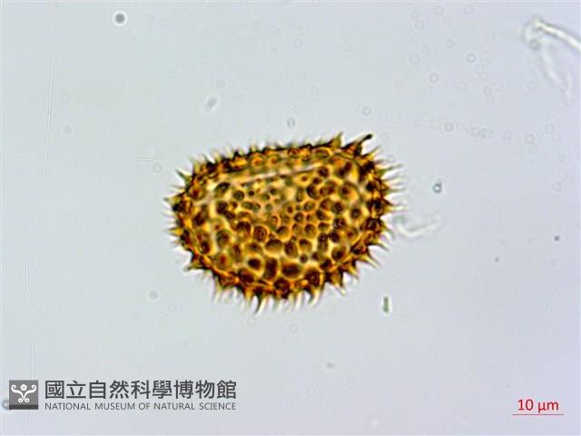 登錄號:P010722藏品圖，第2張