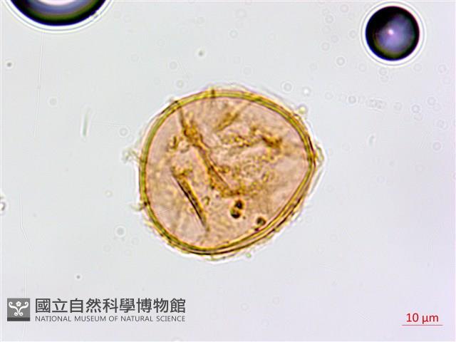 裂葉鐵角蕨藏品圖，第2張