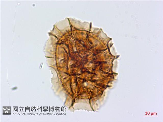 尖葉鐵角蕨藏品圖，第2張